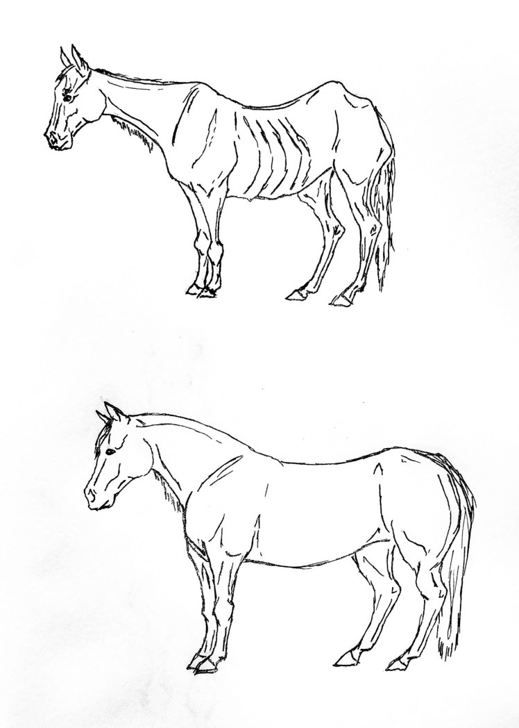 Henneke Body Condition Score Comparison